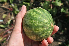 Mini Melons
