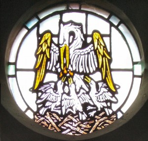 Pelican