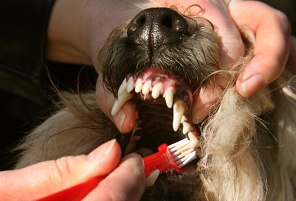 healthy dog teeth