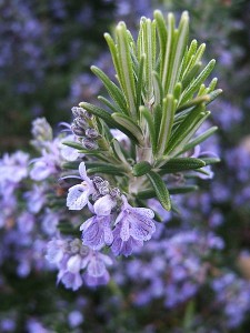 Rosemary 