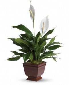 Living Bloomers
