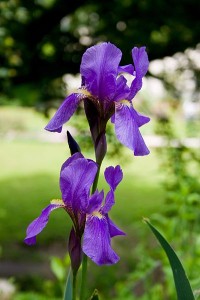 Irises