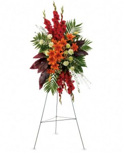 Gladiolus
