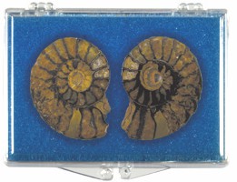 fossils