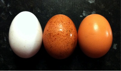 Eggs