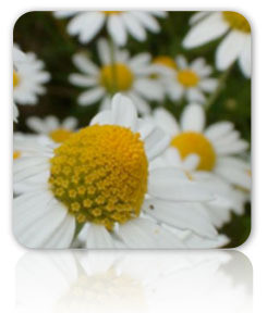 Chamomile
