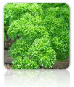 Parsley
