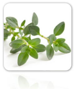 Thyme