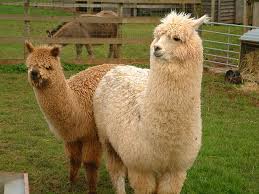 alpaca