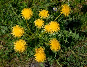 Dandelion