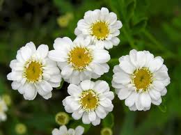 Feverfew