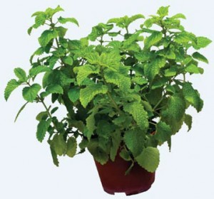 Lemon Balm