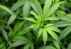 Marijuana 