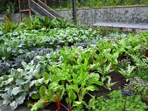 herbal alternatives to grow yourself 