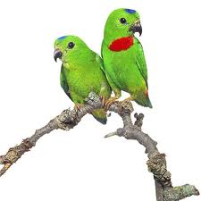 Birdy