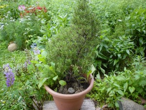 Rosemary