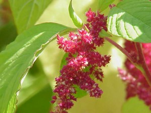  Amaranth 