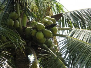 Extra Virgin Coconut Oil