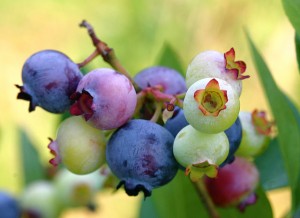 Organic Blueberries
