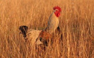  Pastured Chicken & Eggs 