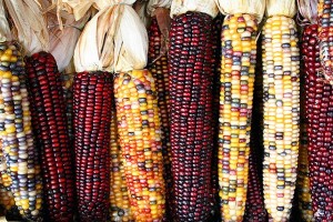 New England Corn Chowder