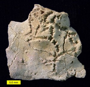 Fossils