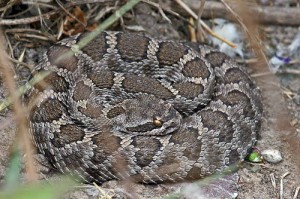 Rattlesnakes