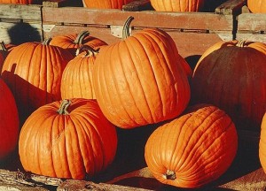Pumpkin Pie Pudding