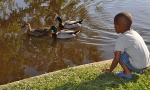 Feed the Ducks