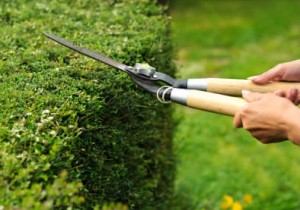 Trim the greenery