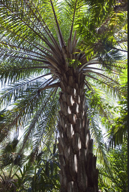 You don’t live in the tropics