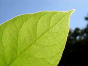 Dark Leafy Greens