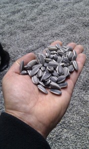 Sunflower Seeds