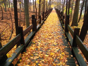 bridge in autumn