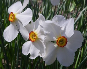 Daffodil 'Actaea'