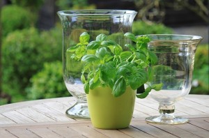 Potted basil on table