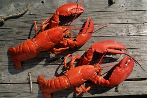Maine lobsters