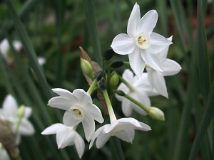 White narcissus