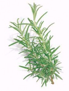 rosemary plant