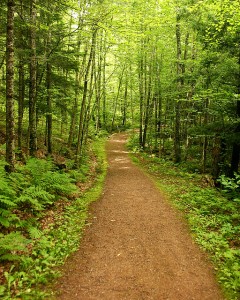 path in forest