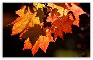 autumn leaves
