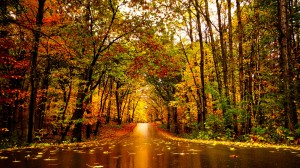 autumn woods