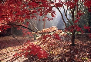 autume sunrise