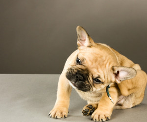 Flea & tick control