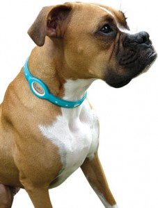 Tags and collars