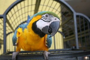 Bird cages