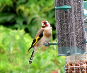 bird at feeder