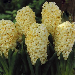 city of Haarlem hyacinths
