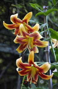 caravan lilies