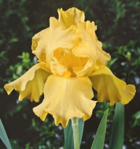 new moon iris